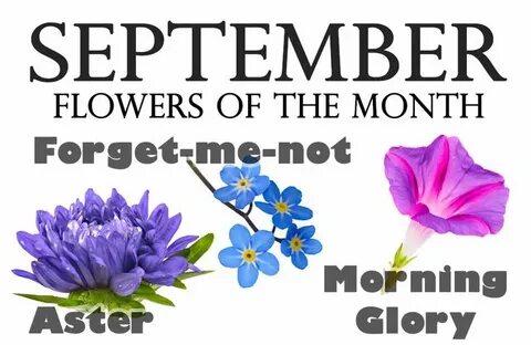 September Month Birth Flower Images on Pinterest Aster flowe