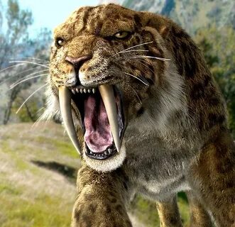 Posts about Saber-toothed tiger; Saber-toothed cat; Smilodon