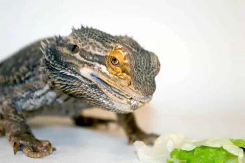 How Long Can Bearded Dragons Go Without Eating? - Tiny Under