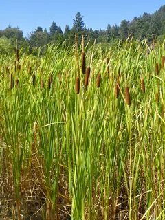 Free Images : marsh, meadow, prairie, flower, reed, food, cr