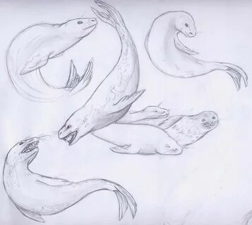 How To Draw A Leopard Seal Step By Step