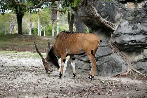 GIANT ELAND (Taurotragus derbianus) The giant eland , is a. 