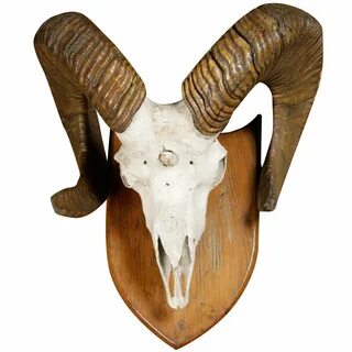 A Skull and Horns of a Argali Sheep at 1stDibs