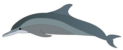 gray dolphin clipart - Clip Art Library