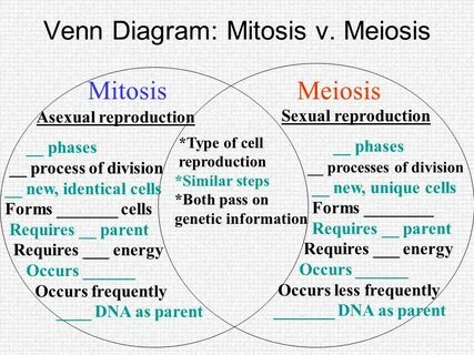 36 venn diagram mitosis vs meiosis - Circular Flow Diagram E