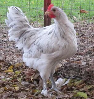Catkais Member Page BackYard Chickens - Learn How to Raise C