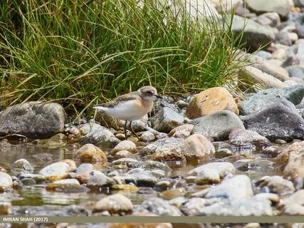 File:Lesser Sand Plover (Charadrius mongolus) (38061900976).