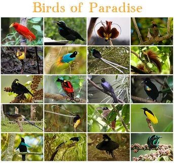 ► Animals - Birds of Paradise Quiz - By kfastic