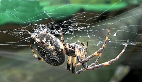File:Langegg Spinne3.jpg - Wikimedia Commons