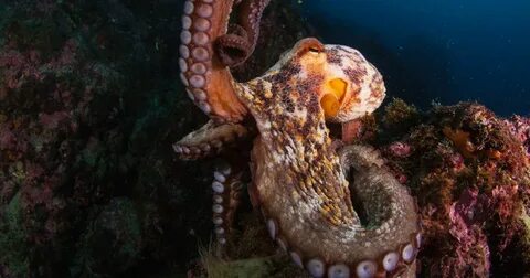Pin on Octopuses and More