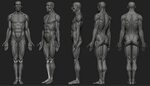 ArTooRo's CG Blog Anatomy study, Human male, Body anatomy