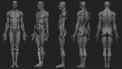 Human male anatomy study ecorche, Artur Owsnicki Anatomy stu