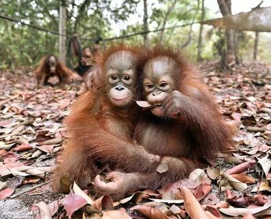 Baby orangutans cuddle after escaping from Indonesian forest