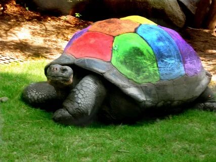 Rainbow turtle only Kailey would know Turtle, Turtle wallpap