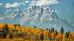 Aspen Forest In Fall Colors Snow Mount Moran Mountain Wester