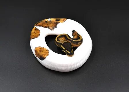 The truth about Ball Python lighting. 
