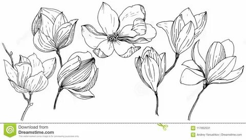 Magnolia in a Vector Style Isolated. Stock Vector - Illustra