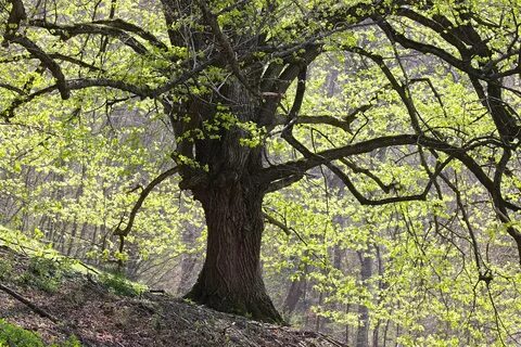 Images of japanese oak tree grove