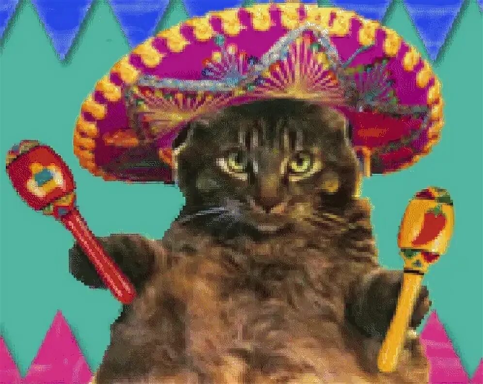 Mexican Cat GIFs Tenor