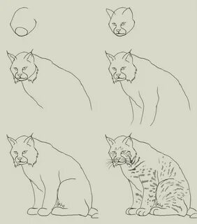 How to draw lynx Cat drawing tutorial, Animal drawings, Easy