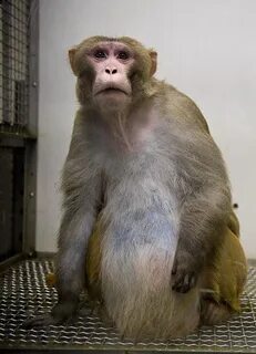 Monkeys Fattened Up to Study Human Obesity - The New York Ti