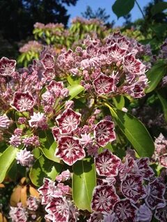 Kalmia latifolia 'Carousel' (Mountain-laurel) klp.nyc Flickr