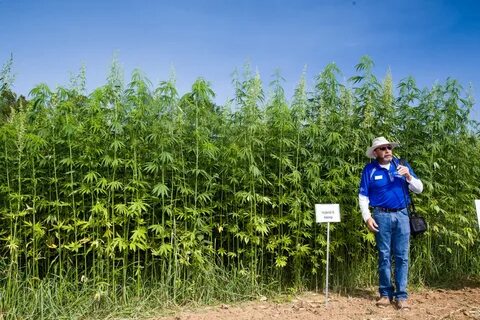 Why Was Cannabis and Hemp Made Illegal in The First Place? -
