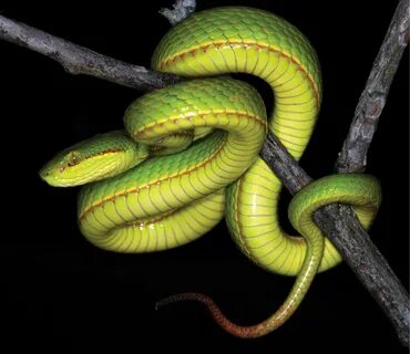 Welcome to the House of Slytherin: Salazar's pit viper, a ne