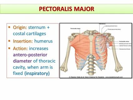 MUSCLES INVOLVED IN RESPIRATION - ppt video online download