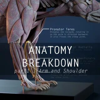 Nicolas MOREL - Anatomy Breakdown - part 1 : Arm and shoulde