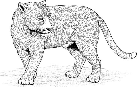 Jaguar Coloring Pages One Downloadable Educative Printable C
