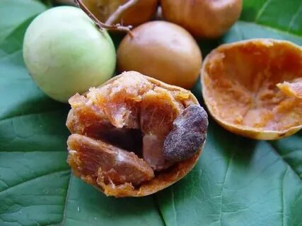 Caribfruits - Tamarin de l'Inde / Fruits des Antilles Island