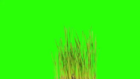 Video Stok grass growing pot green screen full (100% Tanpa R