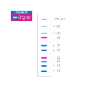 Окрашенные маркеры молекулярной массы белков Precision Plus 