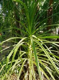 Edible Pandanus Plant For Sale - Pandanus amaryllifolius Pla