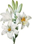 Easter Lily Lilium Candidum Tiger Lily Watercolor Painting -