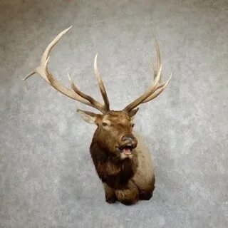 Rocky Mountain Elk Shoulder Mount For Sale #19451 - The Taxi