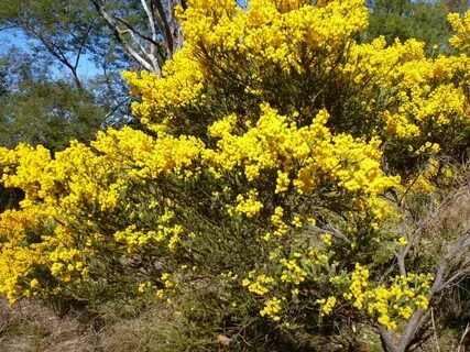 Acacia acinacea - Gold Dust Wattle Gardening With Angus