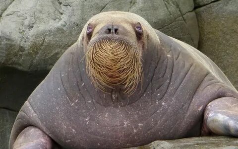 Walruses Habitat Related Keywords & Suggestions - Walruses H