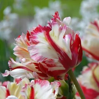 Flaming Parrot - Tulpen - Tulpen Bulb flowers, Beautiful flo