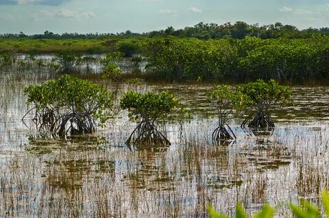 File:Everglades National Park 03.jpg - Wikimedia Commons
