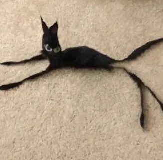 Cursed cat : cursedimages Black cat memes, Satanic cat, Craz
