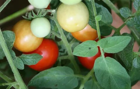 Protect homegrown tomatoes by scouting for pests CAES Newswi