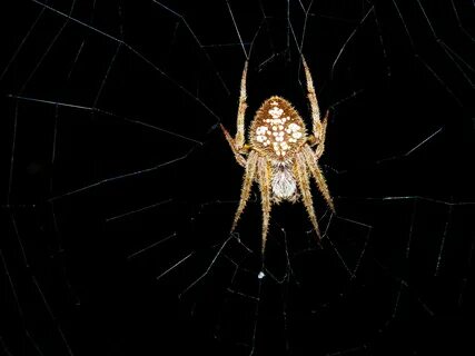 Close-up of the Eriophora Ravilla from the family of spiders