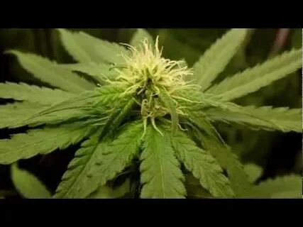 BUBBLELICIOUS Autoflower 5 week (update) - YouTube