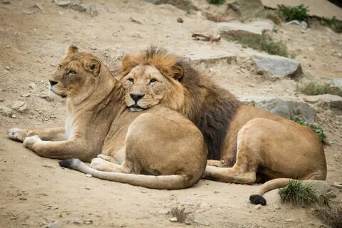Сон lions - картинки в разделе Кошки