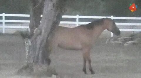 Smart horse knows how to get fruit - GIF on Imgur
