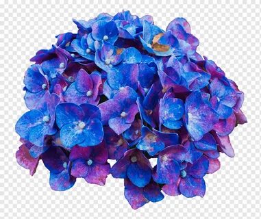 Flower Desktop Hydrangea, hydrangea, purple, blue, violet pn