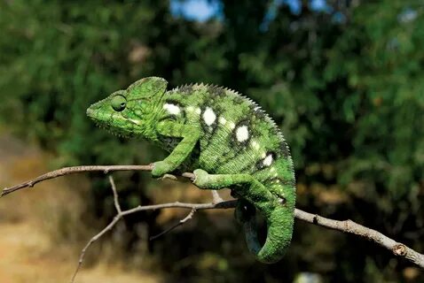 chameleon Description, Camouflage, & Facts Britannica