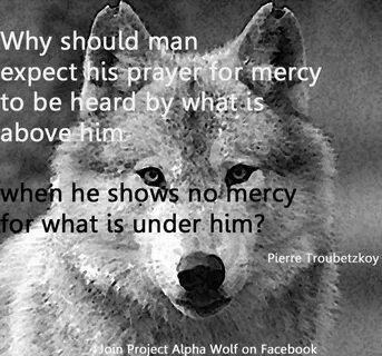 WELL SAID Animals Wolf quotes, Lone wolf quotes, Alpha wolf